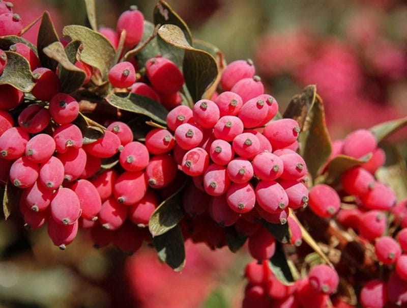 تاثیر ماده موثره زرشک بر جلوگیری از ابتلا به سرطان کبد