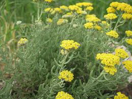 بومادران؛ گیاهی برای دفع سنگ کلیه