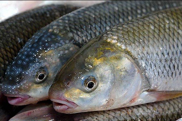 راهکاری برای حفظ طولانی مدت ماهی قزل آلا در یخچال