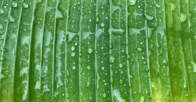 تبدیل آب به سوخت هیدروژن با فتوسنتز