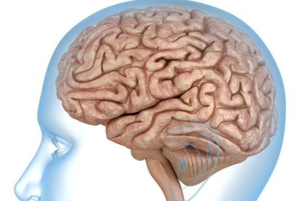 سلول‌های ایمنی محافظ مغز از روده سرچشمه می‌گیرند